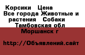 Корсики › Цена ­ 15 000 - Все города Животные и растения » Собаки   . Тамбовская обл.,Моршанск г.